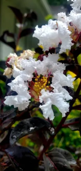Lilas des indes 'Lunar magic'