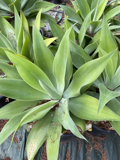 Agave à queue de renard — Pot 10L