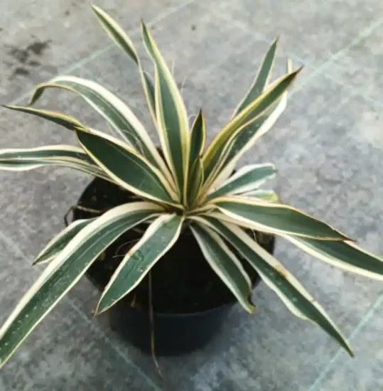 Yucca 'Ivory towers' (Yucca flaccida) — jeune plant panaché en pot noir · Pot 2.5L