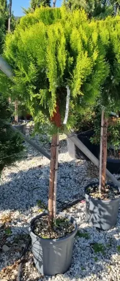 Thuya d'orient 'Compacta aurea nana' (Thuja orientalis) — conifère en tige au feuillage vert lumineux · Pot 20L Tige