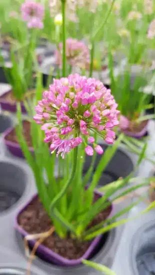 Ail