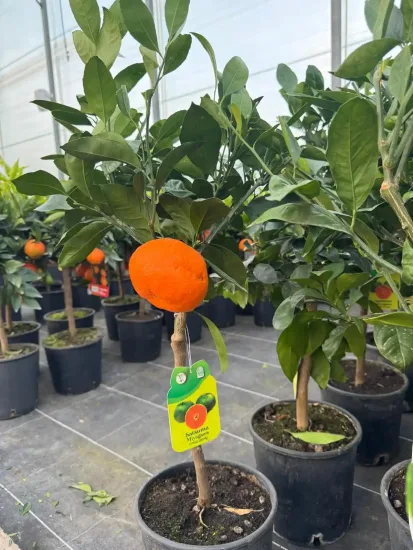 Mandarinier 'Satsuma' — Pot 5L Tige