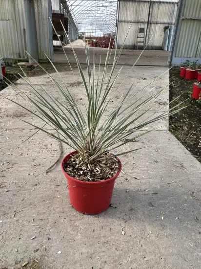 Cordyline 'Pink champagne' (Cordyline australis) — Pot 4L