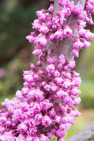 Gainier du canada 'Pink pom pom'