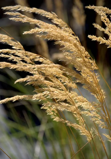 Calamagrostide 'Karl Forester'