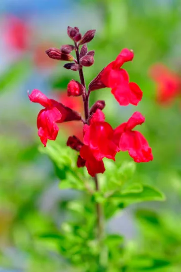 Sauge microphylle rouge