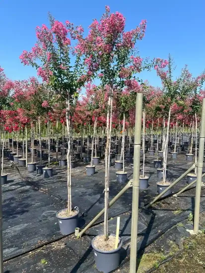 Lilas des indes 'La mousson' — Pot 15L