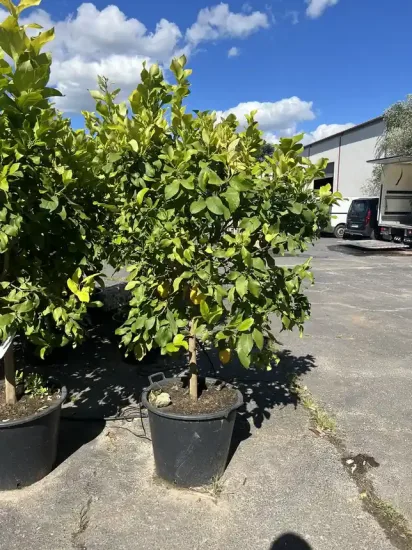 Citronnier 4 saisons — Pot 60L Tige