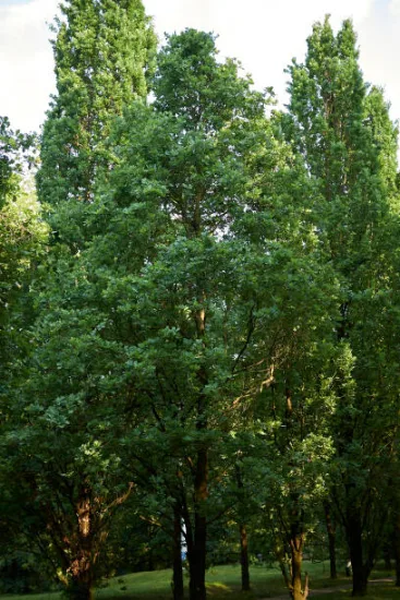 Chêne pédonculé 'Fastigiata koster'