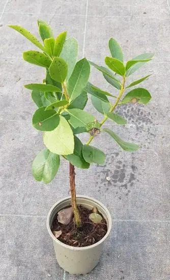 Arbousier ou arbre aux fraises nain 'Hannie' (Arbutus unedo) — jeune arbuste au feuillage vert dans un pot · Godet