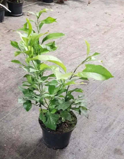 Citronnier 4 saisons (Citrus limon) — jeune arbuste vert en pot sur sol bétonné · Pot 2.5L