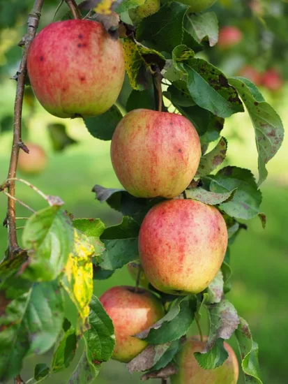 Pommier fuji