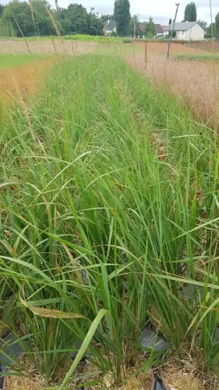 Calamagrostide 'Karl Forester' (Calamagrostis acutiflora) — touffes d’herbes dressées en rangs serrés · Pot 3L Touffe