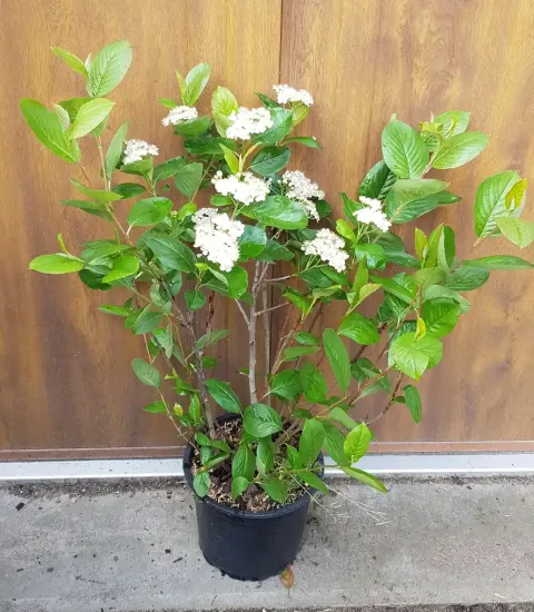 Aronie à fruits noirs — Pot 3L