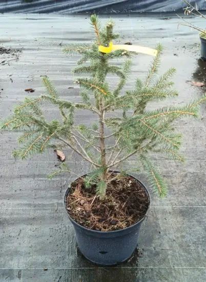 Epicea de sitka (Picea sitchensis) — jeune conifère en pot sur sol plastique · Pot 8L