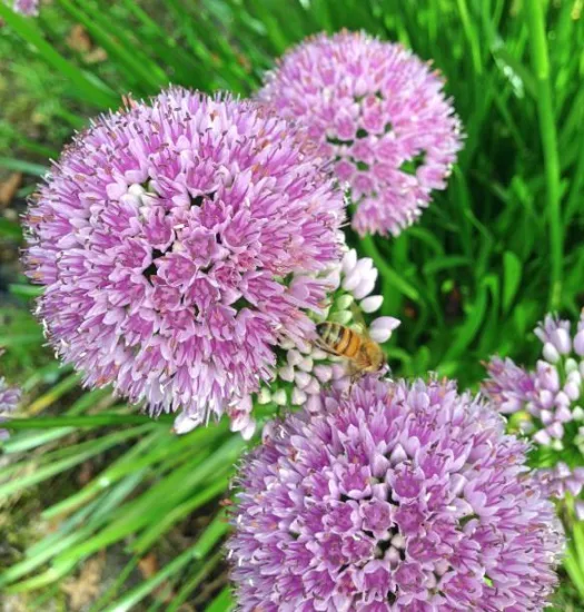 Ail 'Little sapphire'