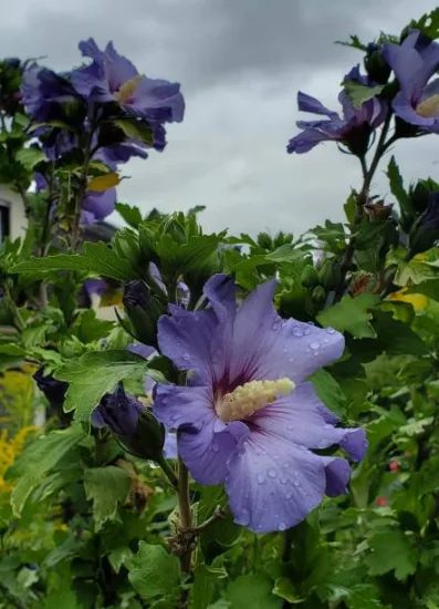 Althéa 'Oiseau bleu'