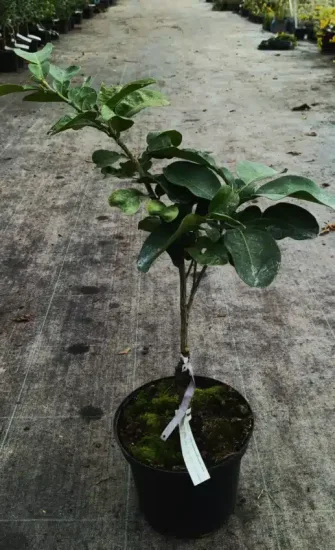Pomelos 'Jaune' — Pot 5L Tige
