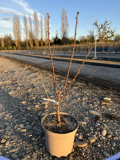 Cerisier 'Maynard' — Pot 7.5L
