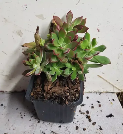 Echeveria 'Devotion'