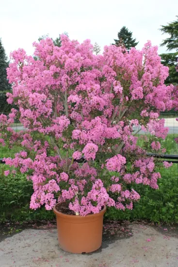 Lilas des indes 'Monbazillac'