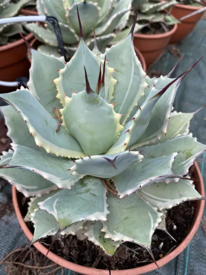 Agave 'Bluewinds' (Agave potatorum) — Pot 2.5L