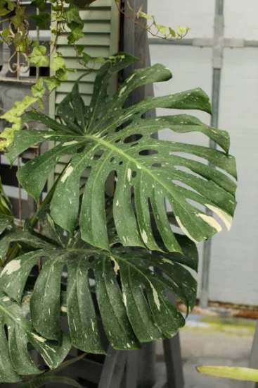 Monstera Deliciosa