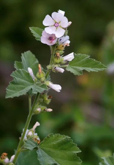 Guimauve officinale