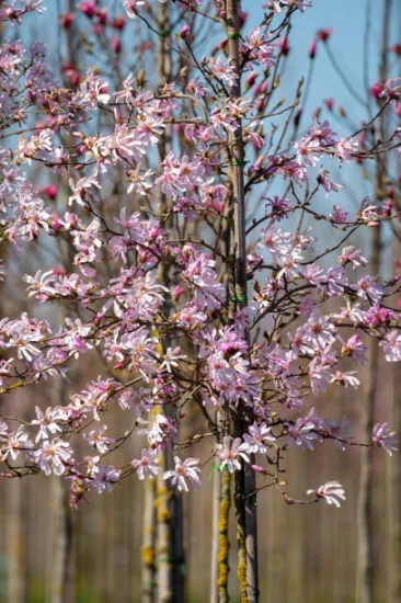 Magnolia 'Leonard messel'