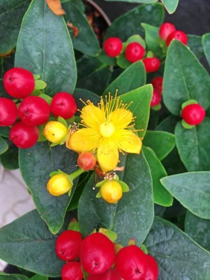Millepertuis 'Magical universe'