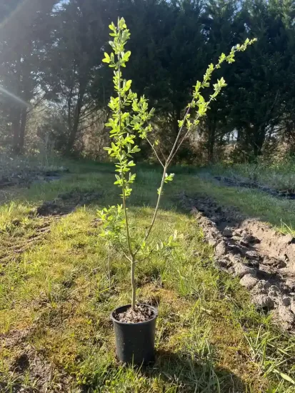 Saule crevette 'Hakuro nishiki' — Pot 1L
