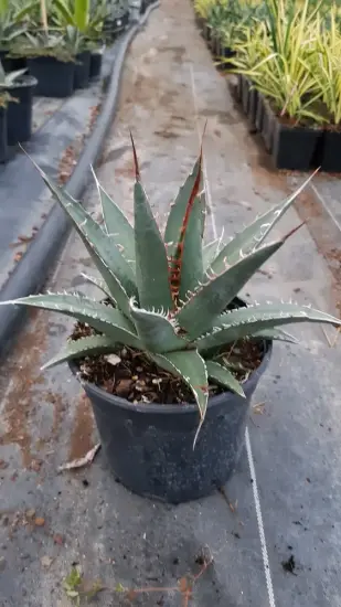 Agave (Agave kerchovei) — plante succulente acaule en pot de culture · Pot 2.5L