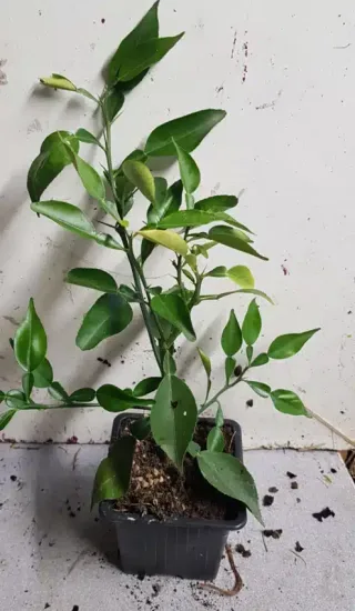 Ichang papeda (Citrus ichangensis) — jeune plant vert en pot plastique · Godet