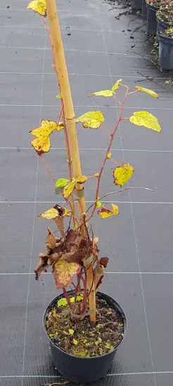 Ronce du yunnan (Rubus penduliflorus) — jeune tige grimpante aux feuilles jaunissantes sur tuteur · Pot 2.5L