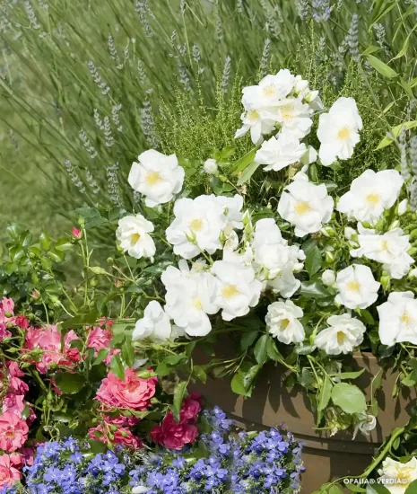 Rosier 'Opalia noaschnee '