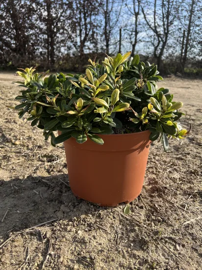 Pittosporum de chine 'Nana' — Pot C3CL