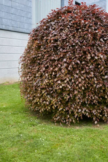 Hêtre commun 'Purpurea pendula'