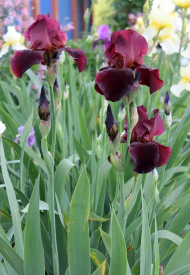 Iris nain 'Rangerette rouge'