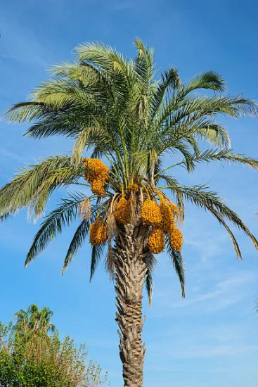 Phoenix dactylifera