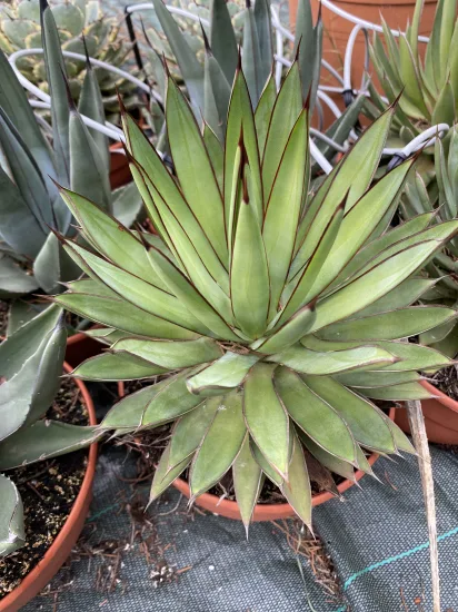Agave red edge — Pot 2.5L