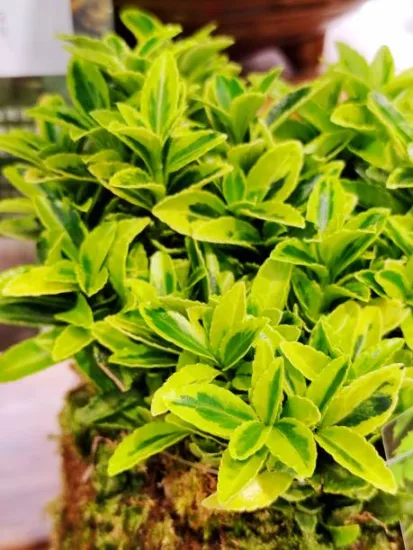Fusain du japon 'Micro aureomarginatus'