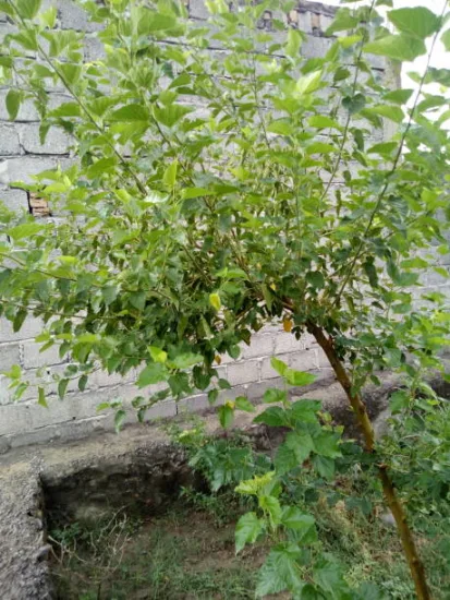Mûrier platane 'Lujijama' (Morus kagayamae) — photo 2