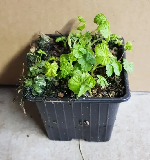 Framboisier nain arctique 'Marika' (Rubus arcticus) — jeune plant vert dans pot plastique noir · Godet