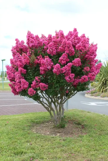 Lilas des indes 'Perigord pourpre'
