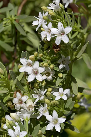 Myoporum parvifolium "Blanc"