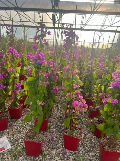 Bougainvillier 'Violet de meze' — Pot 3L