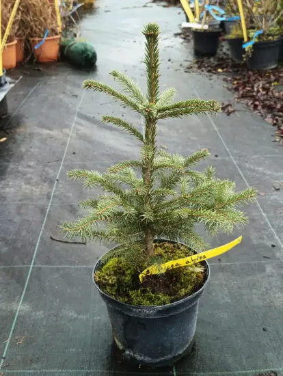 Epicéa commun (Picea abies) — jeune conifère en pot sur sol de pépinière · Pot 2.5L