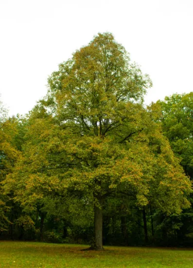 Chêne sessile