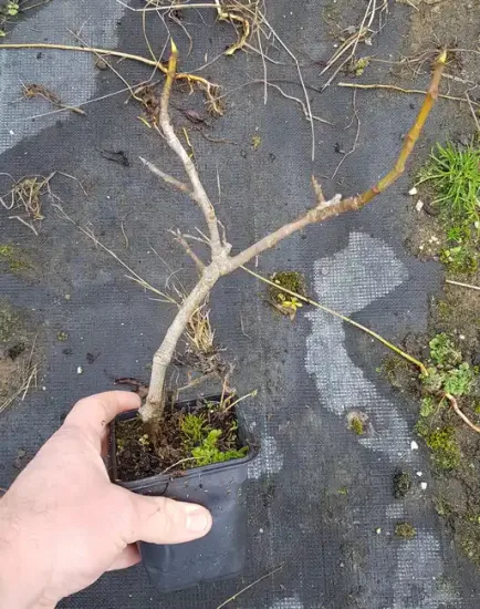 Figuier 'Goutte d or' (Ficus carica) — jeune plant ligneux en pot plastique noir · Godet