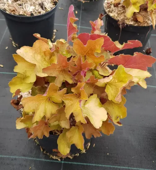 Heuchères 'Caramel' — Pot 3L